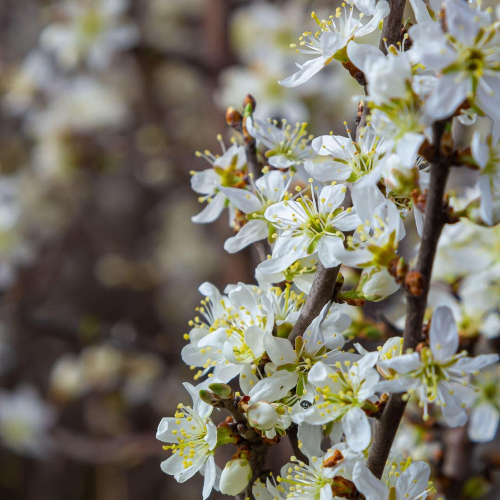 Dornener Prunus Oder Dorniger Pflaumenbaum, Obstpflanze Im 24Cm Cm Topf, Höhe 120-150 Cm