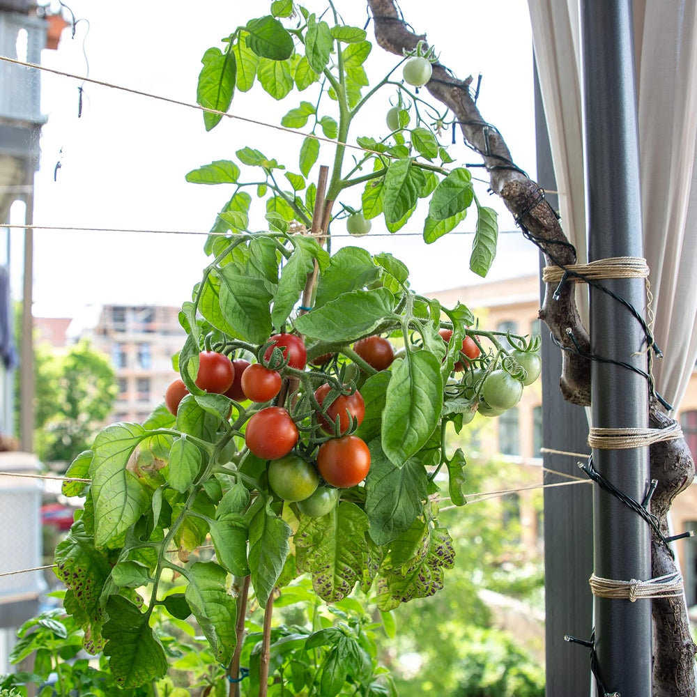 Balkon Tomaten Samen Für Ca 5X Tomaten Pflanze Theo : Premium Tomatensamen Für Kinder Und Erwachsene – Gemüse Samen – Garten Und Balkontomaten Samen – Gemüse Saatgut Für Kids – Saatgut Balkon Owngrown