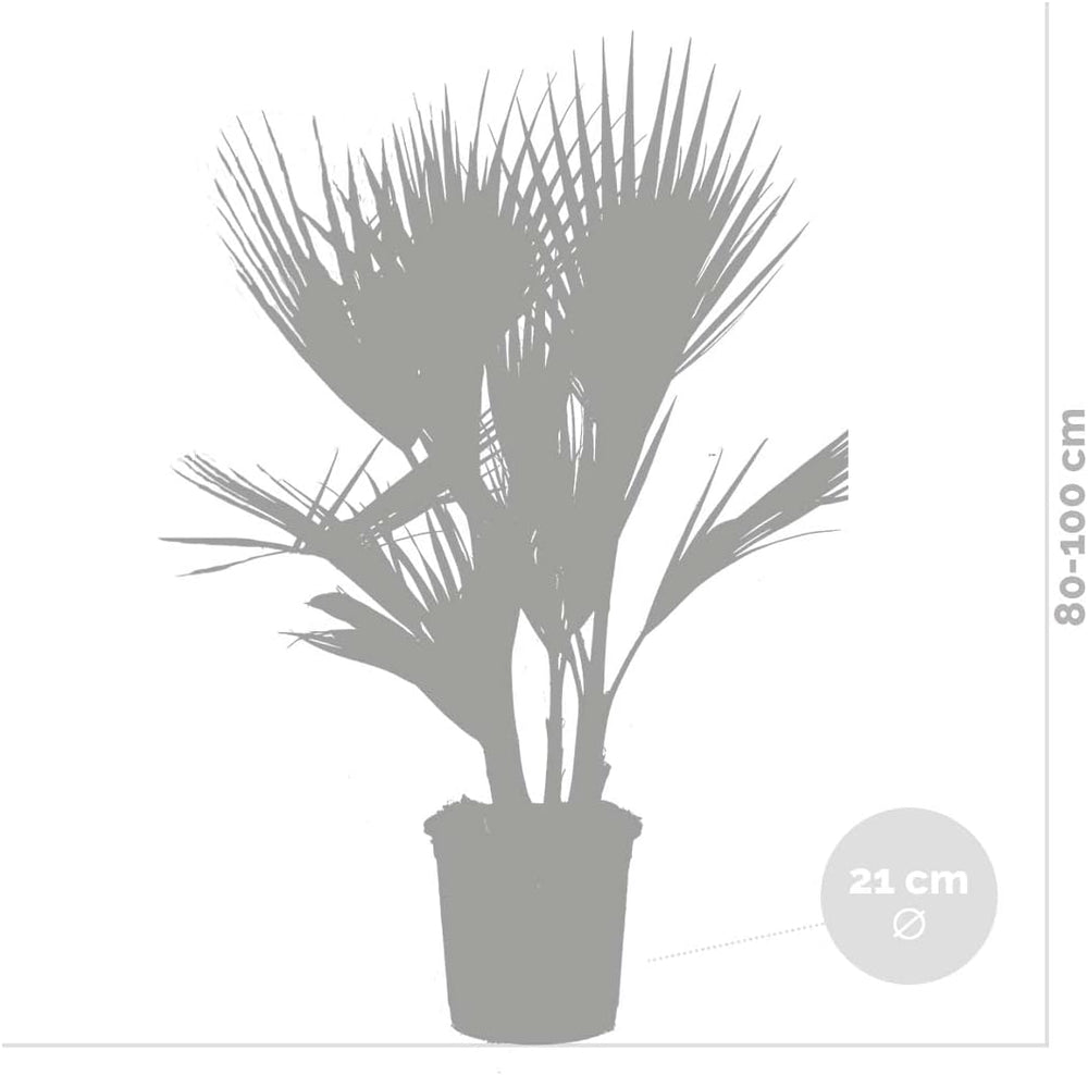 Bloomique - 2Er Set - Washingtonia Robusta - Mexikanische Fächerpalme - Palme - Winterharte Balkonpflanzen - Gartenpflanzen Winterhart - Höhe 80-100 Cm - Topf 21 Cm