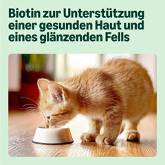 Hrană umedă pentru pisici tinere de la Amazon, selecție mixtă în jeleu, 1,2 kg (12 pliculețe a câte 100 g)