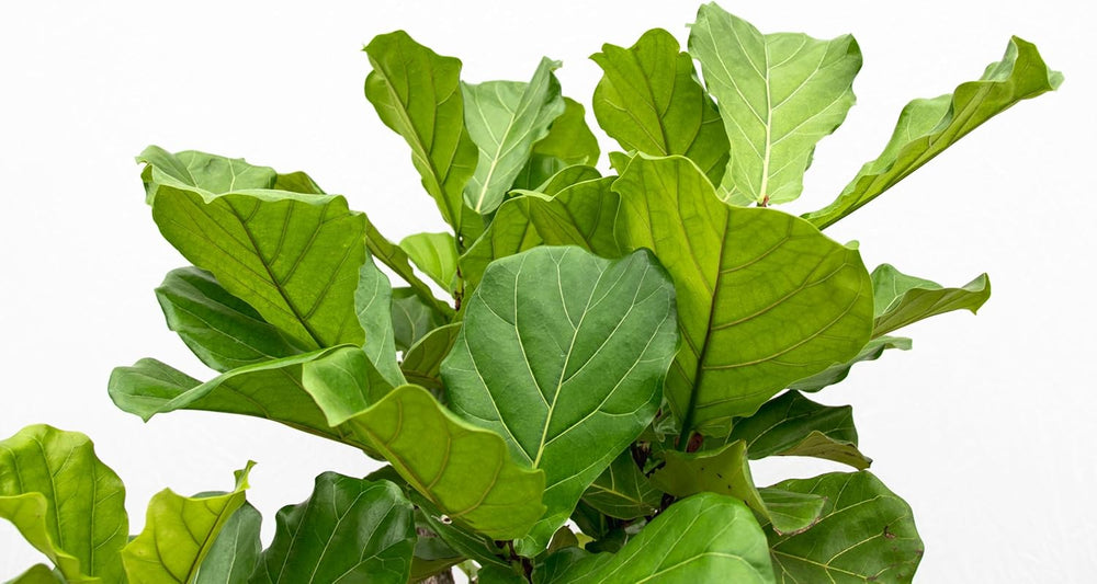 Trendyplants - Ficus Lyrata Strauch - Tabakpflanze - Zimmerpflanze - Höhe 150-170 Cm - Topfgröße Ø30Cm