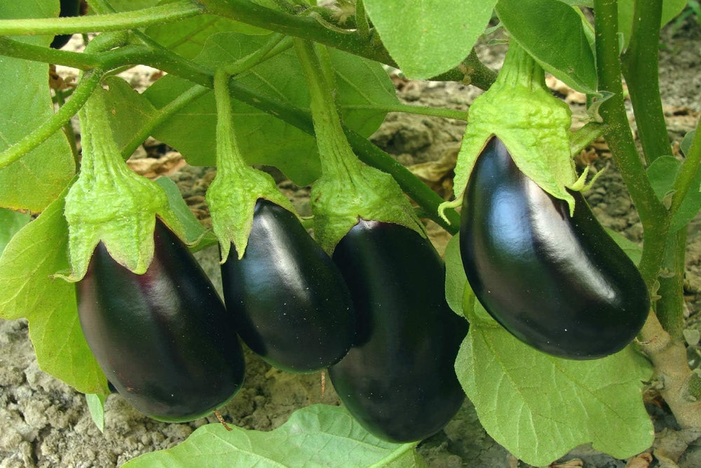SAFLAX - Geschenk Set - BIO - Aubergine - Black Beauty - 25 Samen - Mit Geschenk- / Versandbox, Versandaufkleber, Geschenkkarte Und Anzuchtsubstrat - Solanum Melongena