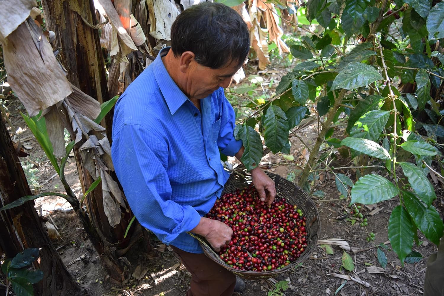 Café de spécialité Mexique, 1 kg, grains de café de spécialité, fraîchement torréfiés pour expresso et italien - Fabricant - La Tribu - Chiapas
