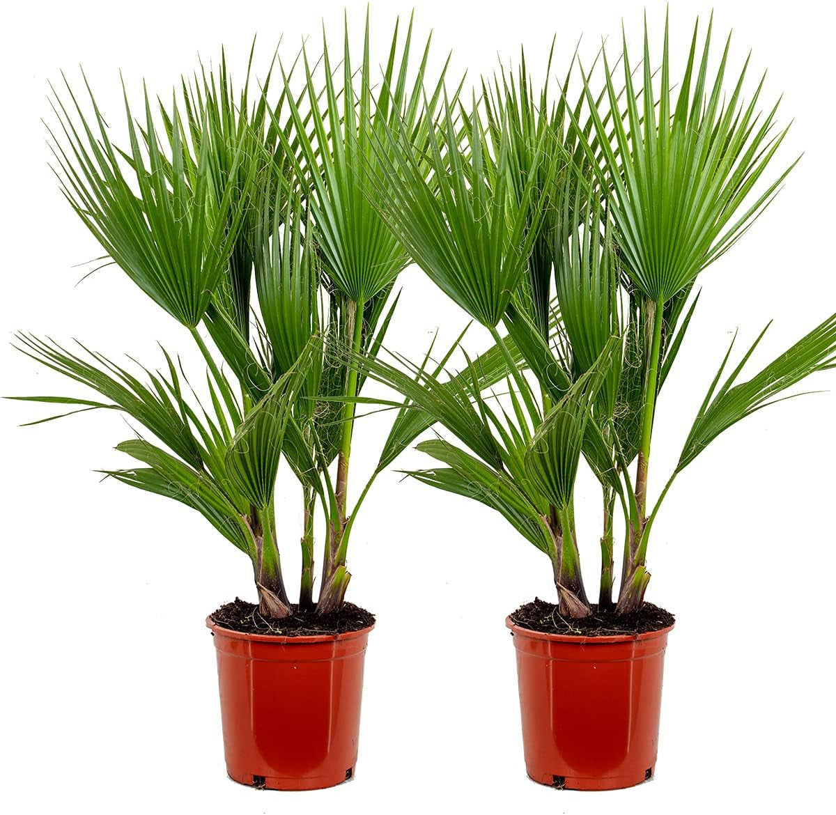 Bloomique - 2Er Set - Washingtonia Robusta - Mexikanische Fächerpalme - Palme - Winterharte Balkonpflanzen - Gartenpflanzen Winterhart - Höhe 80-100 Cm - Topf 21 Cm