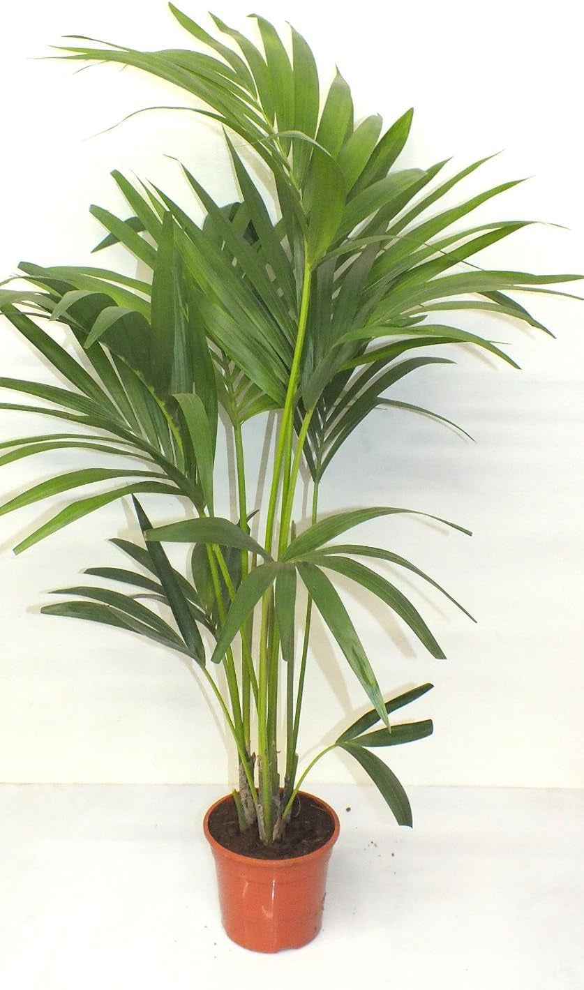 Blumen-Senf Kentia Palme 110-120 Cm Howea Forsteriana