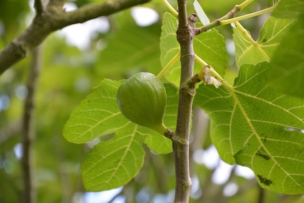Feigenbaum Colummaro Weiß – Obstpflanze Alte Sorte Topf Ø 26 Cm, Max. Wuchshöhe 180 Cm – Alter: 4 Jahre - Italienische Baumschule