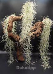 Tillandsien 3Er Set Tillandsia Usneoides, Bromeliengewächs
