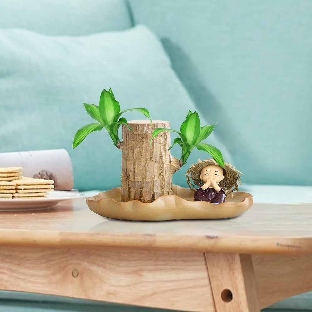 Brasilianische Holzpflanze, Lucky Bamboos-Pflanzen Für Den Innenbereich, Hydroponischer Lucky Bamboos-Topf Mit Keramikschale Zur Reinigung Der Raumluft, Brasilianische Lucky Wood-Pflanze