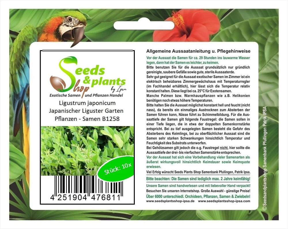Stk - 10X Ligustrum Japonicum Japanischer Liguster Garten Pflanzen - Samen B1258 -