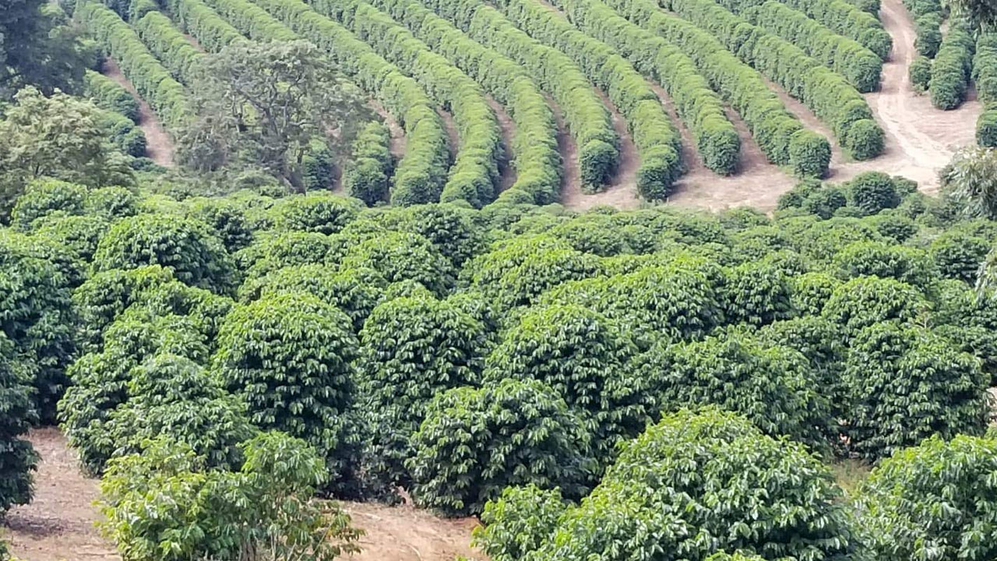 CAFES GUILIS DESDE 1928 AMANTES DEL CAFÉ Boabe de cafea Arabica Black Blend 1kg Cafea Naty Shop