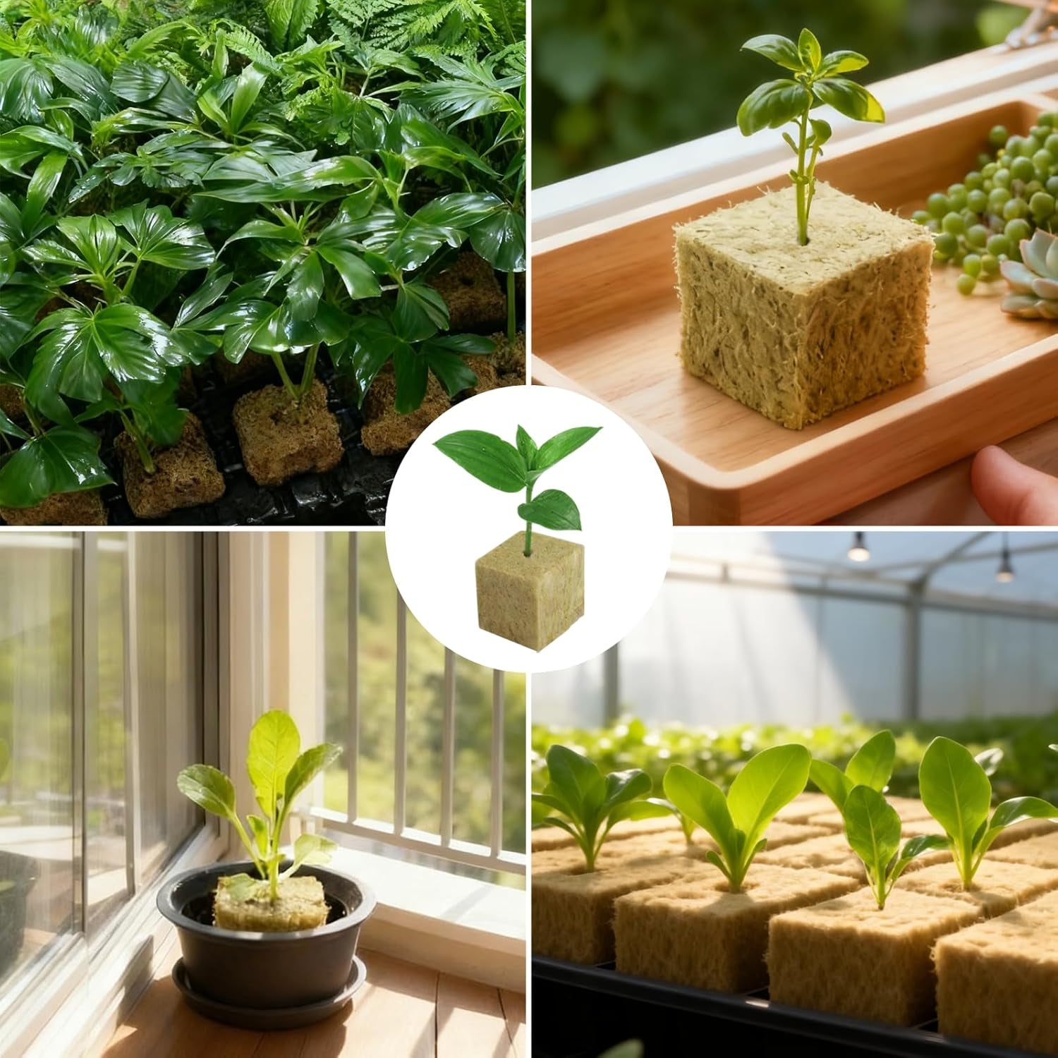 100 cubes de propagation de laine de roche 25x25x25mm avec gants Isolation en laine de roche Cubes de propagation à prise facile Hydroponique Cubes de laine de roche Boutures Propagation sans sol