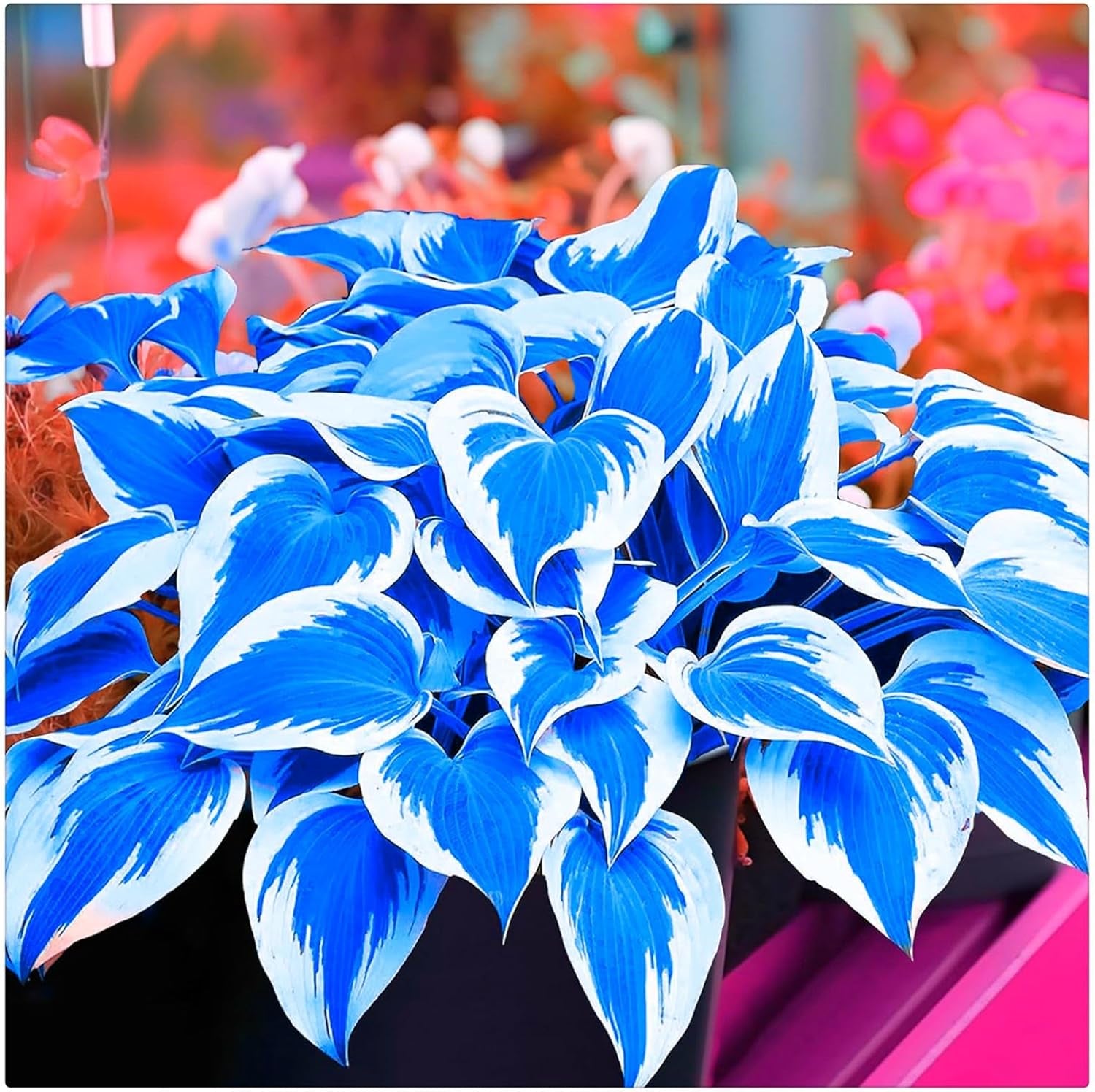 Mélange de bulbes de fleurs, ampoule magique mystère, plantation rustique, bulbe de fleurs vivaces résistant à l’hiver, bulbes rustiques - 3 bulbes d’orchidées