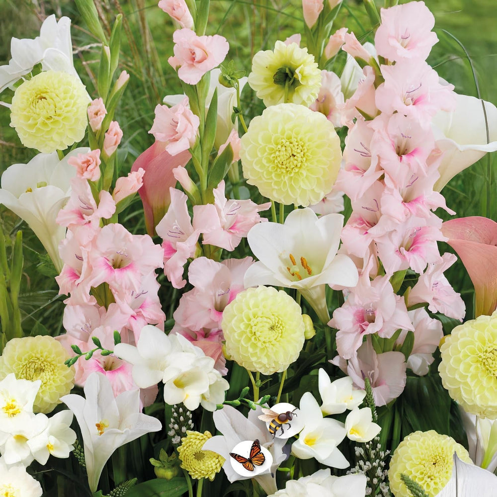 Blumenzwiebeln | Zwiebeln von den besten niederländischen Produzenten | Auswahl und Qualitätskontrolle | Blühgarantie. (15 Crocosmia Mischung)