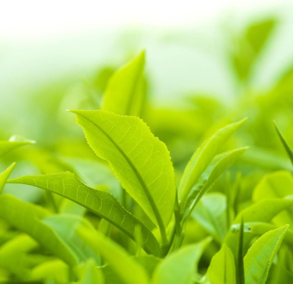 Teepflanze, Grüner Tee Zimmerpflanzen Immergrüne Teebaum Exotische Bio Grünpflanzen Garten Baumsamen Bonsai Balkonpflanzen Frühlingsblumen Bonsaibaum Kletterpflanzen Herbstpflanzen Für 60Samen