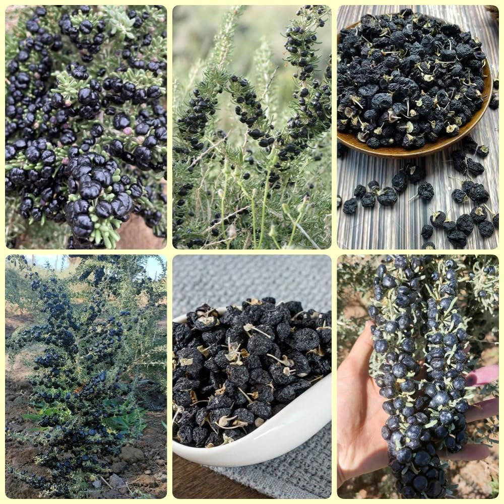 Schwarz Goji Beeren, Garten Geschenk, Pflanzensamen Wolfsbeere, Lycium Ruthenicum, Bodendecker Gartenkräuter Goji Beeren Winterhart Garten 250Samen