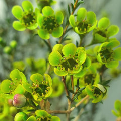 Chamelaucium Uncinatum - Zimmerpflanze Immergrüne Winterharte Gartenblumen Ausgefallene Geschenke Schattenpflanzen Zimmer Balkonpflanzen Frühlingsblumen Garten Baumsamen Bonsai 200Samen