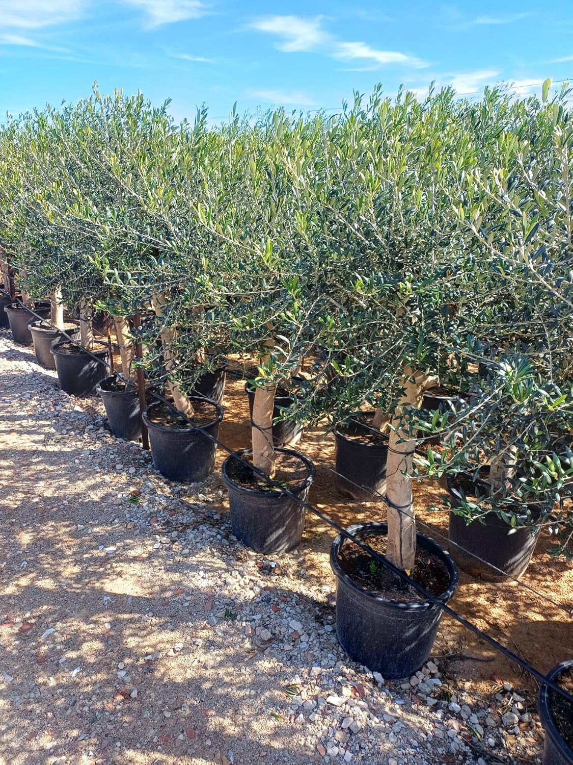 Sunny Tree Olivenbaum Olive '25 Jahre' 160 Cm, A+ Qualität, Winterhart, Olea Lechin Winterhart -18