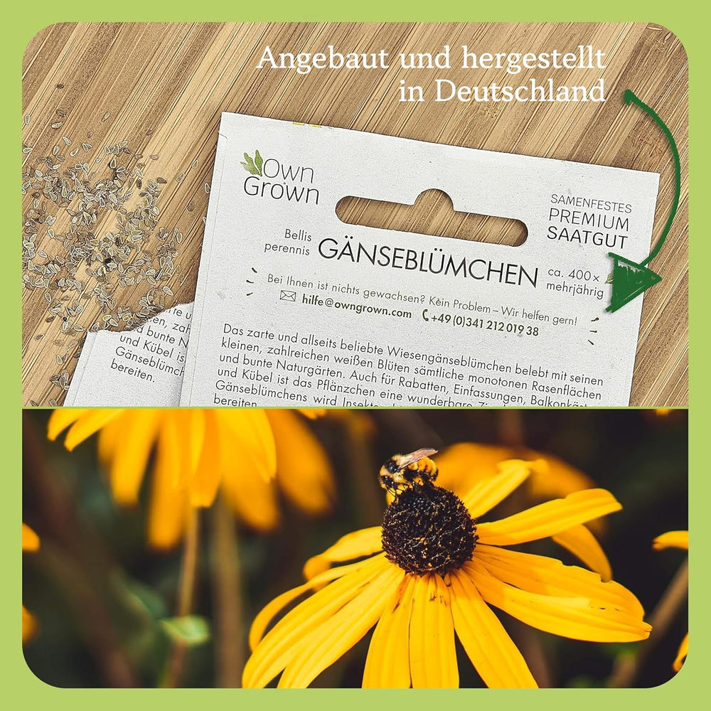 Graines d'échinacée : Graines d'échinacée jaune de qualité supérieure pour environ 20 plantes d'échinacée à fleurs – Graines de Rudbeckia – Rudbeckia rustique – Plantes vivaces d'échinacée – Plantes vivaces rustiques par OwnGrown