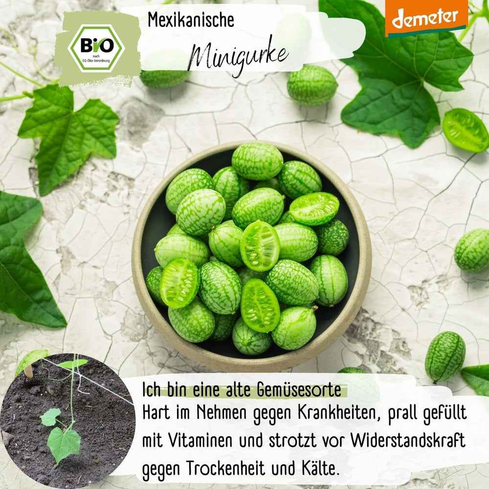 Mini graines de concombre mexicaines biologiques, 10 graines de concombre, taux de germination élevé, certifiées Demeter et pollinisation ouverte | LOVEPLANTS Graines de légumes pour lit surélevé de jardin de balcon - Variétés de légumes d'héritage