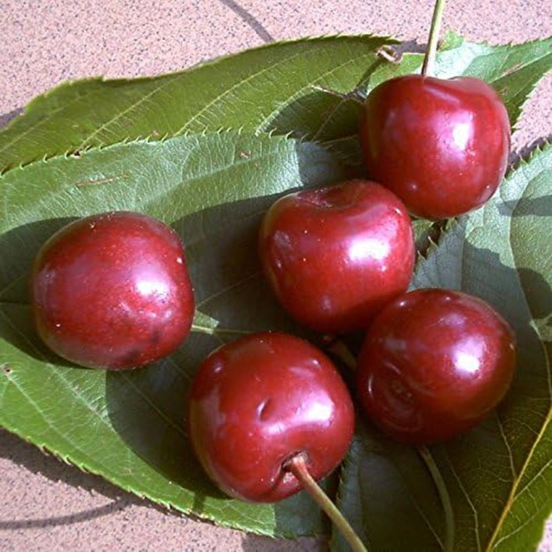 Prunus Avium 'Große Schwarze Knorpelkirsche' 120–150 Cm – Winterhart & Mehrjährig – Kirschbaum – Obstbaum Für Garten & Obstwiese