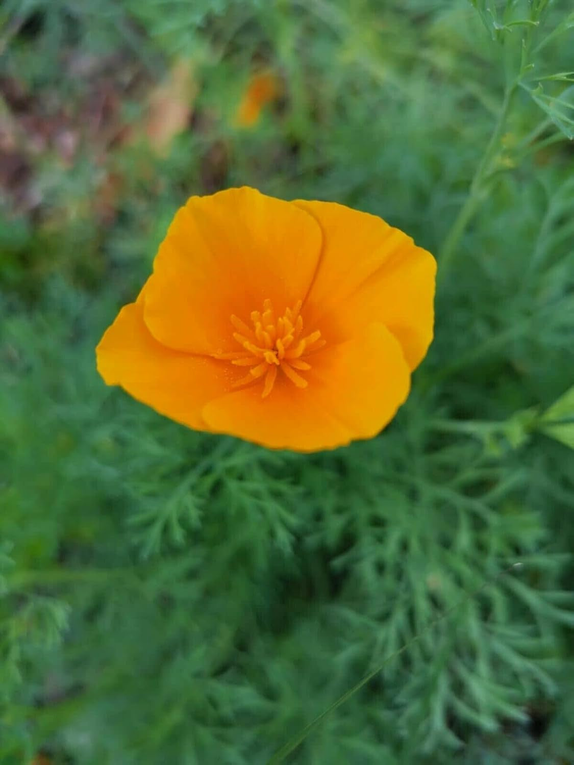 1000 graines de pavot de Californie (Eschscholzia californica), prairie de fleurs sauvages, pâturage d'abeilles.