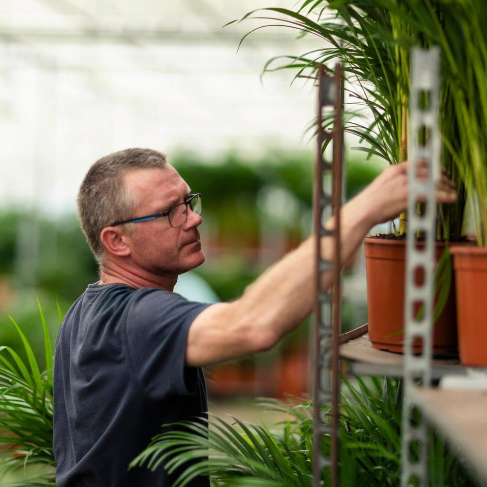 Dracaena Marginata Groß