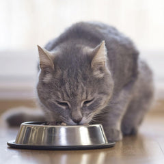 BEAPHAR – Dietă renală cu pui – Hrană completă pentru pisici cu insuficiență renală cronică – Pentru susținerea funcției renale – 100 g