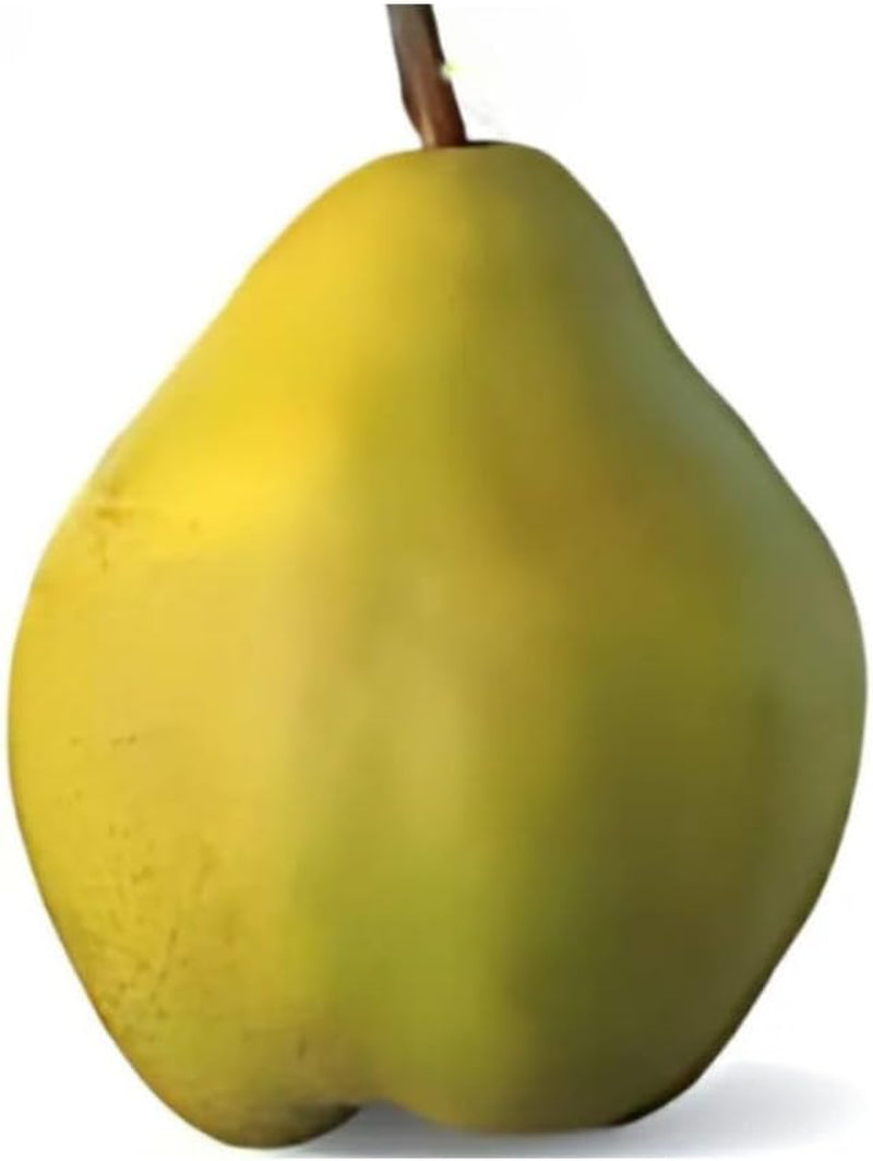 Birnbaum Decana D’Inverno - Obstpflanze Auf Blumentopf 26 - Baum Max 200 Cm – 4 Jahre Anbau Italien