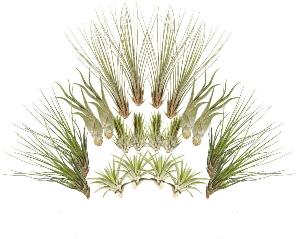 Tillandsien 20Er-Mix, Tilliandsia, Bromeliengewächs