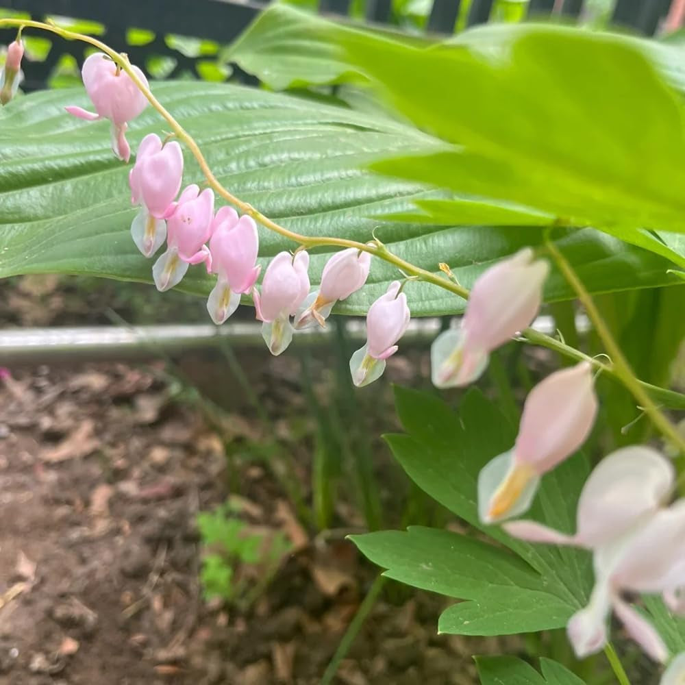 Tränendes Herz Staude Schnittblumen Dicentra Spectabilis Frühlingsblume, Wildblumensamen Gartendeko Für Draußen, Blumenteppich Zierblumen Blumendeko Topfpflanzen 100Samen