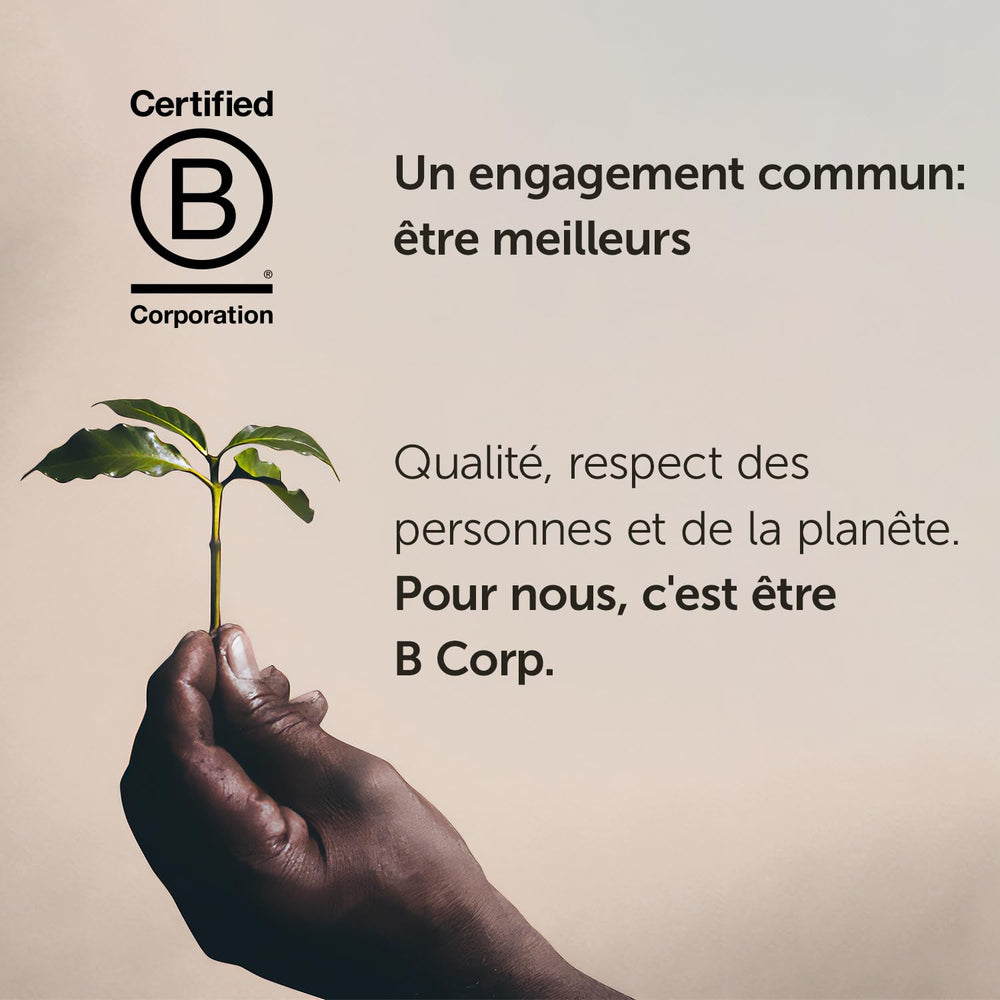 Illy Coffee Beans Sélection de grains de café Arabica de luxe d'Éthiopie, paquet de 6 (6 x 250 g)