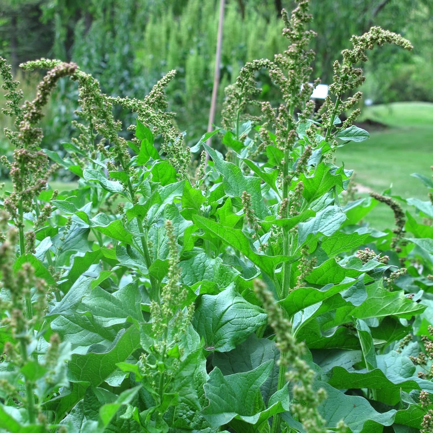 Guter Heinrich (Chenopodium Bonus-Henricus) 90 Bio-Samen Wilder Spinat