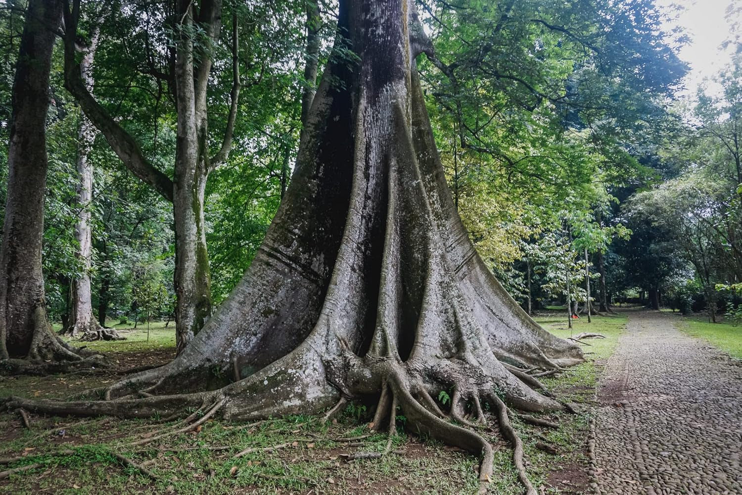 15 Samen Kapokbaum Ceiba Pentandra Exot Riesen Baum Regenwald Seidenwollbaum