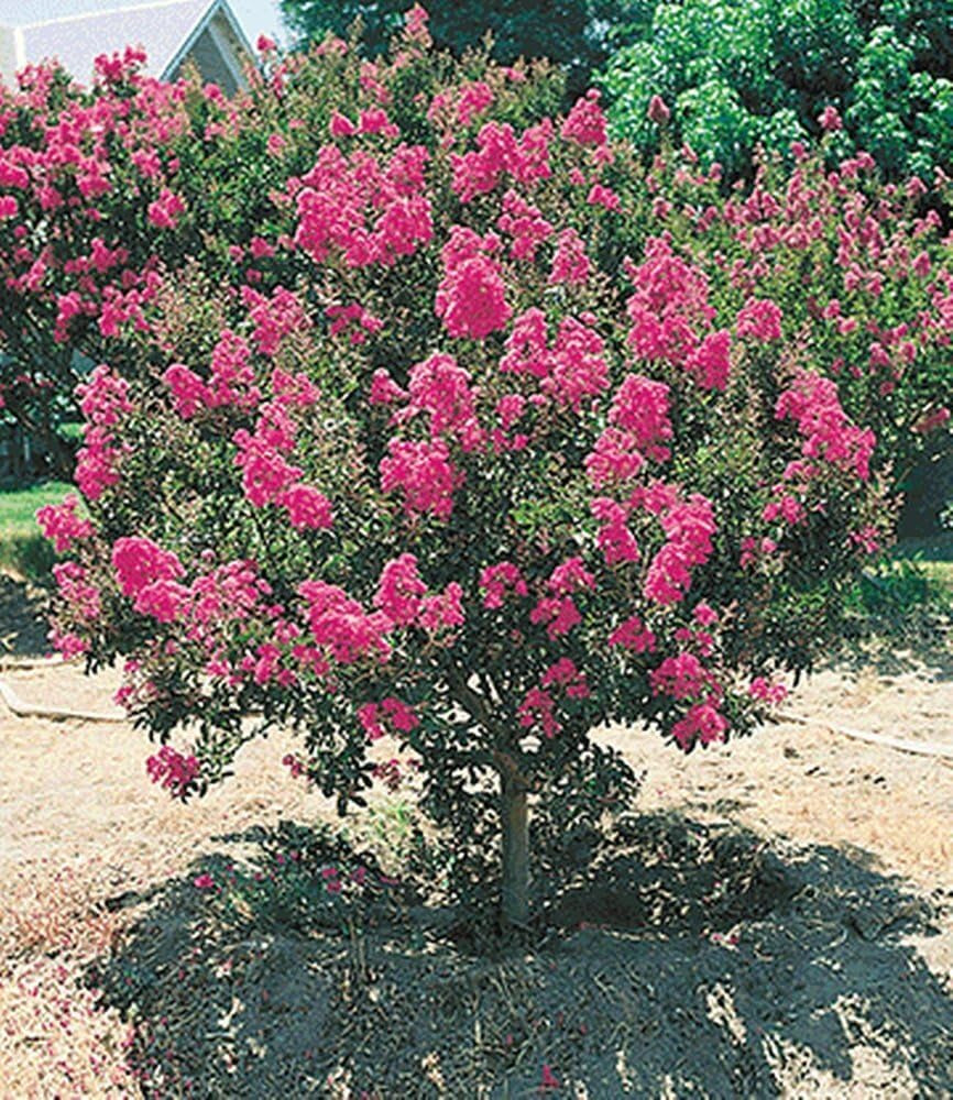 BALDUR Garten Flieder-Hecke, 1 Pflanze, Edelflieder Fliedertraum Blüten-Hecke, Sichtschutz, Syringa Vulgaris, Winterhart & Anspruchslos, Schnittblume, Blühend