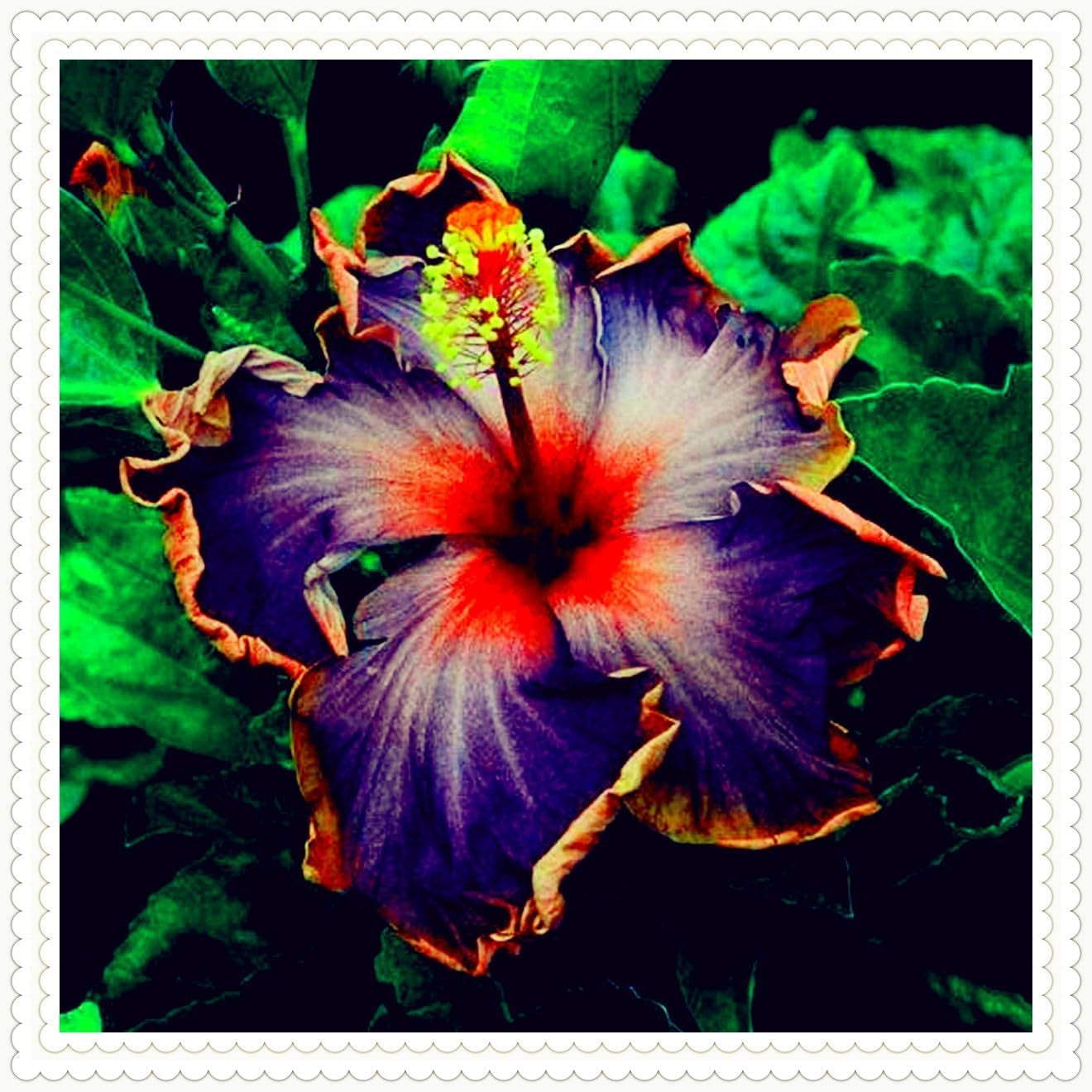 Mélange de bulbes de fleurs, ampoule magique mystère, plantation rustique, bulbe de fleurs vivaces résistant à l’hiver, bulbes rustiques - 3 bulbes d’orchidées