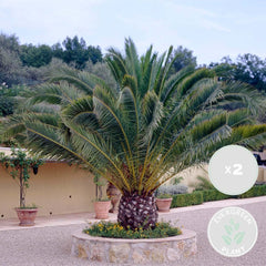 Bloomique - 2Er Set - Phoenix Canariensis - Kanarische Dattelpalme - Palme - Balkonpflanzen Winterhart - Höhe 80-100 Cm - Topf 19 Cm