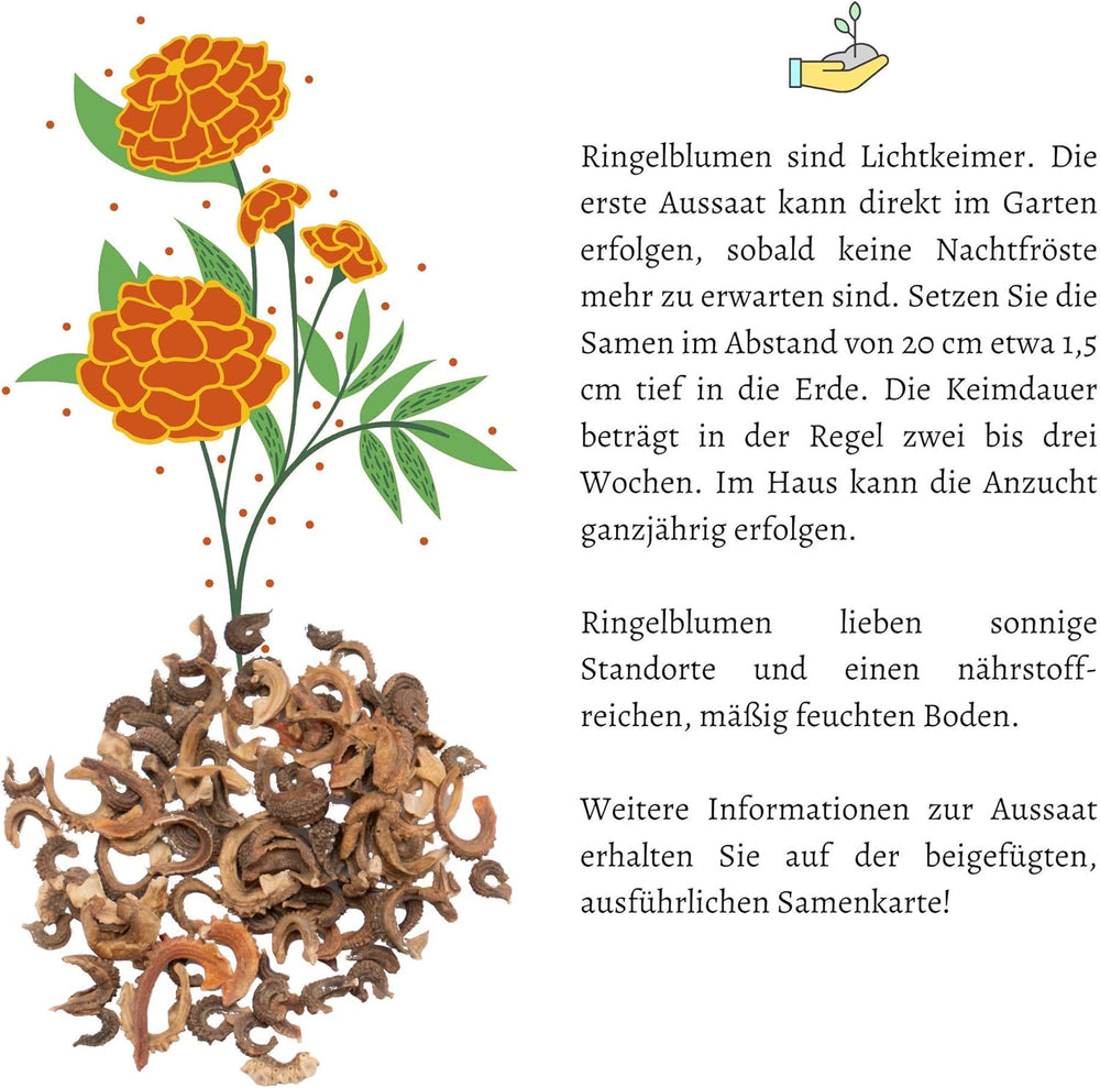 Graines de Calendula (Calendula officinalis) - Plante médicinale polyvalente aux fleurs comestibles et idéale pour une prairie fleurie colorée (Abendrot)