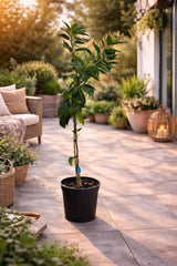 Mandarinenbaum 100–140 Cm Im Topf C17 – Citrus Reticulata – Mandarinen Pflanze Winterhart Bedingt, Immergrünes Zitrusbäumchen Für Balkon & Terrasse, Aromatische Früchte
