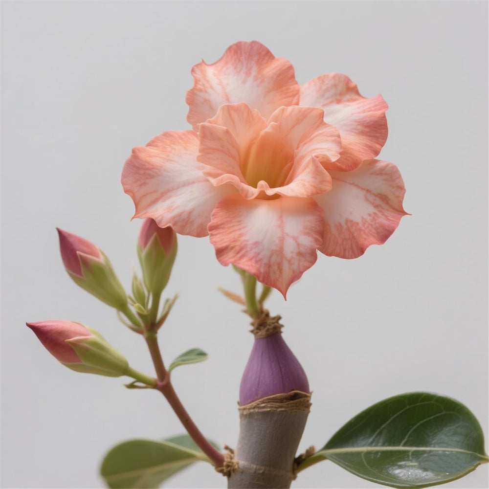 Winterhart pflanzen, Lebende Pflanzen,Mehrjährige Blumenzwiebel ist winterhart, Mysteriöse magische Glühbirne, Blumenzwiebel Mix，3 ans-1 Wüstenrose knollen -G