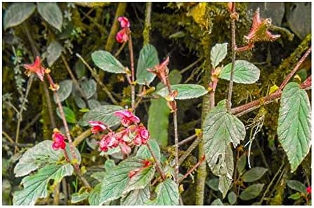 Stk - 10X Begonia Urticae Ziersträucher Garten Pflanzen - Samen ID346 -