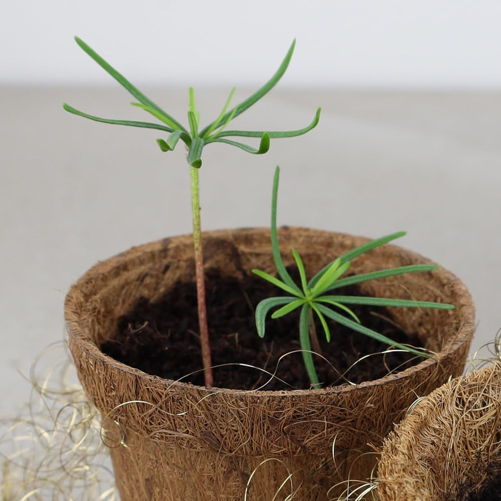 "Dein Christbaum 2033" - Nordmanntannen-Samen Zum Anpflanzen Des Eigenen Weihnachtsbaums in Umweltfreundlicher Graspapiertüte