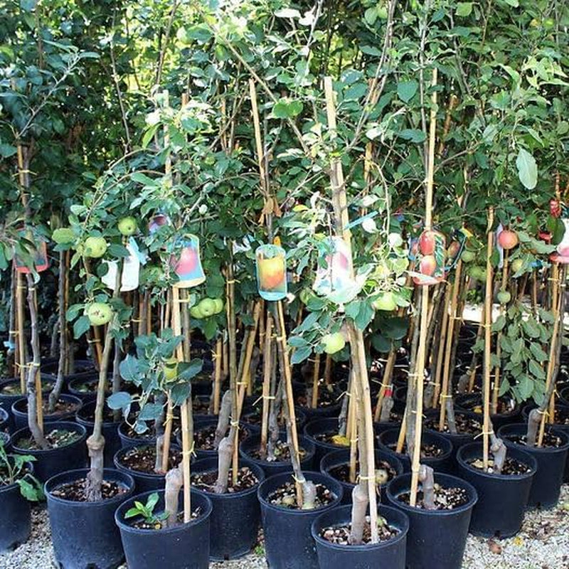 Apfelbaum Rosafarbener Apfel – Antike Sorte, Topf Ø 20 Cm, Höhe 150–170 Cm, Alter: 2 Jahre – Italienische Baumschule