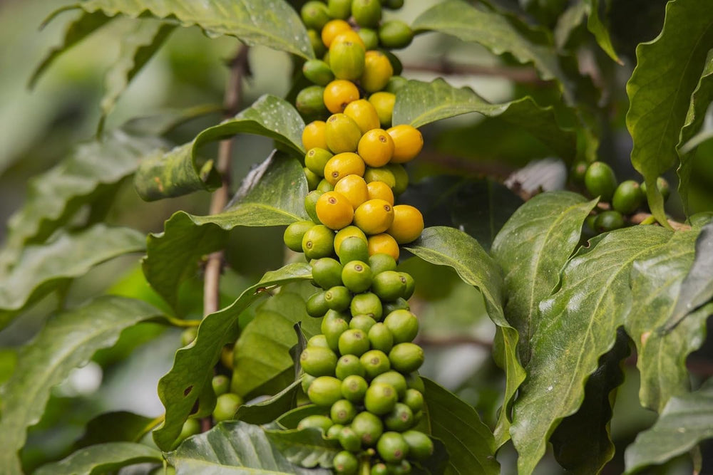 Café du Pérou | 250 g de grains entiers | Haricots 100 % Arabica | la meilleure qualité naturelle d'Amérique du Sud | café de | commerce équitable