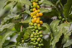 Café du Pérou | 250 g de grains entiers | Haricots 100 % Arabica | la meilleure qualité naturelle d'Amérique du Sud | café de | commerce équitable