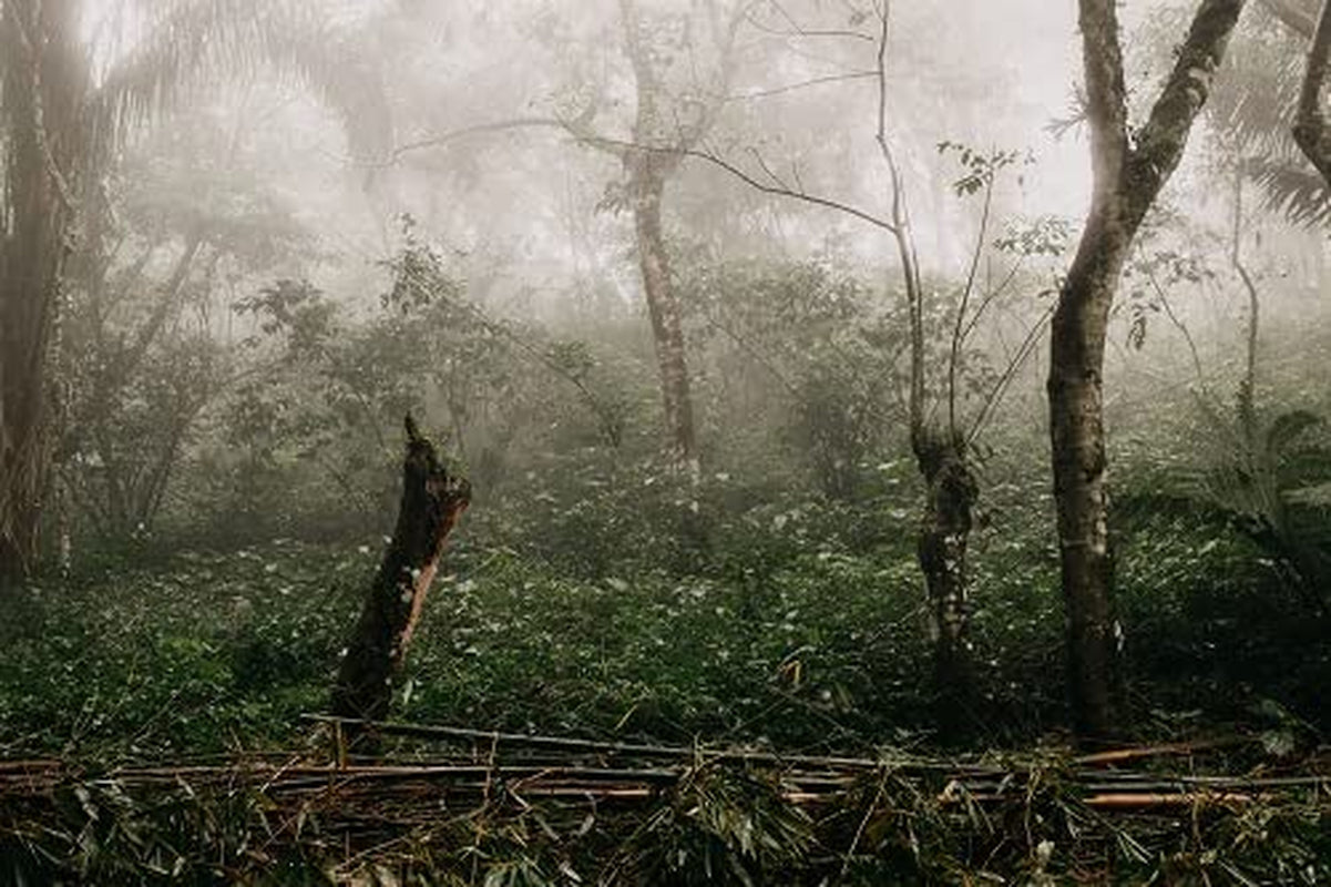 Café Arabica mexicain Procurador 1000g