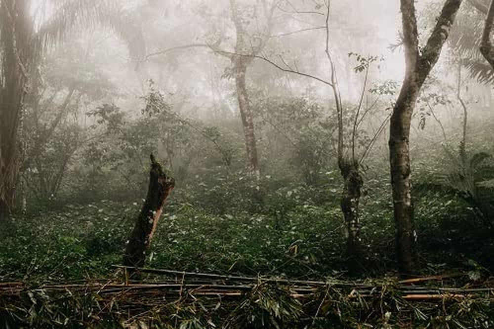 Café Arabica mexicain Procurador 1000g