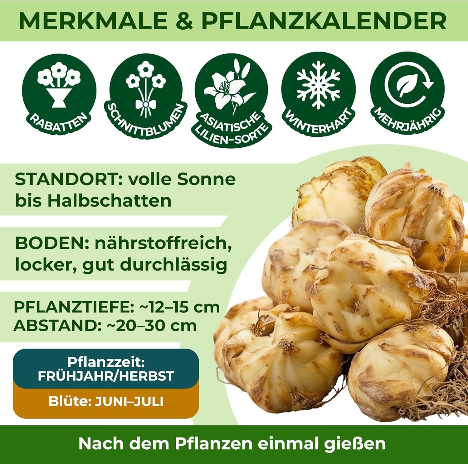 Bulbes de lys géants Collection d'arbres rustiques - Bulbes de fleurs rustiques - Paquet de 15 en 5 variétés et couleurs - Mélange hollandais pour la plantation de jardin (pas de graines, non artificielles)