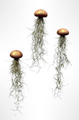 Tillandsien Luftpflanzen 3Er Set – Quallenpflanzen Mit Bronzefarbenen Seeigeln – Echt & Pflegeleicht – Bromeliengewächse Mit Spanischem Moos – Halterung Für Zuhause – Trendyairplants