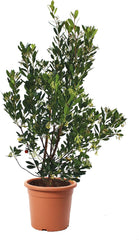 KENTIS - Fraisiers (Arbutus unedo) – Plantes rustiques pour le jardin – Plante persistante, véritable – Hauteur 80-100 cm, pot Ø 24 cm