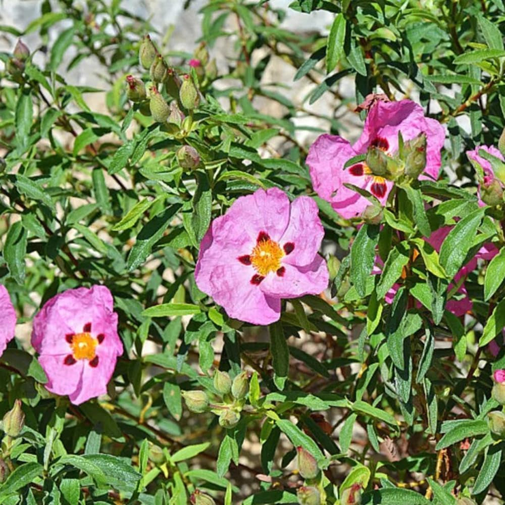 Zistrose Exotische Bio Grünpflanzen Cistus Creticus Seltene Büropflanzen Balkonpflanzen Frühlingsblumen Winterharte Kübelpflanzen Topfpflanzen Nachhaltige Geschenke 250Samen